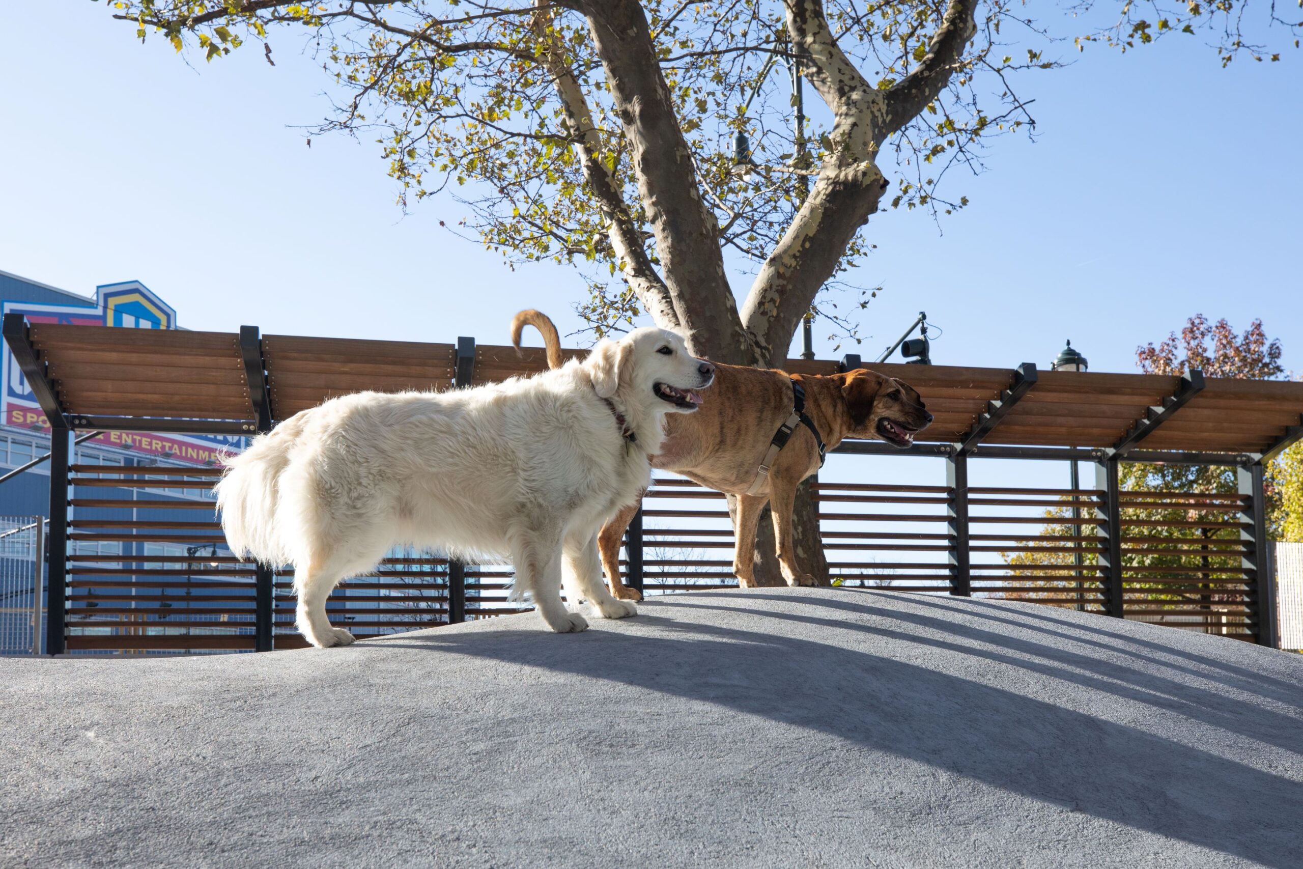 Two dogs playing at Chelsea Waterside Dog Park