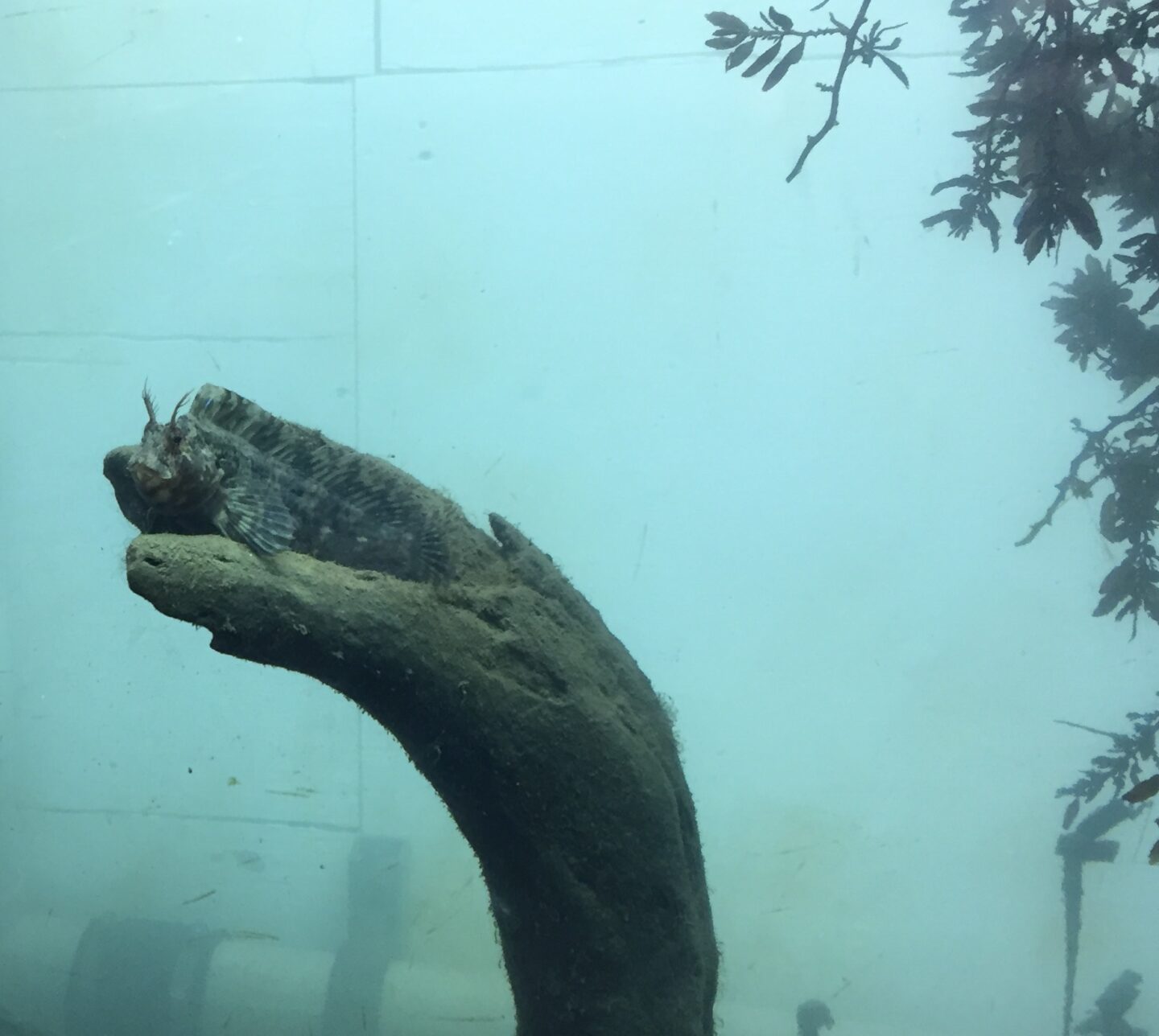 A blenny fish looking out across the water, perched on a piece of wood