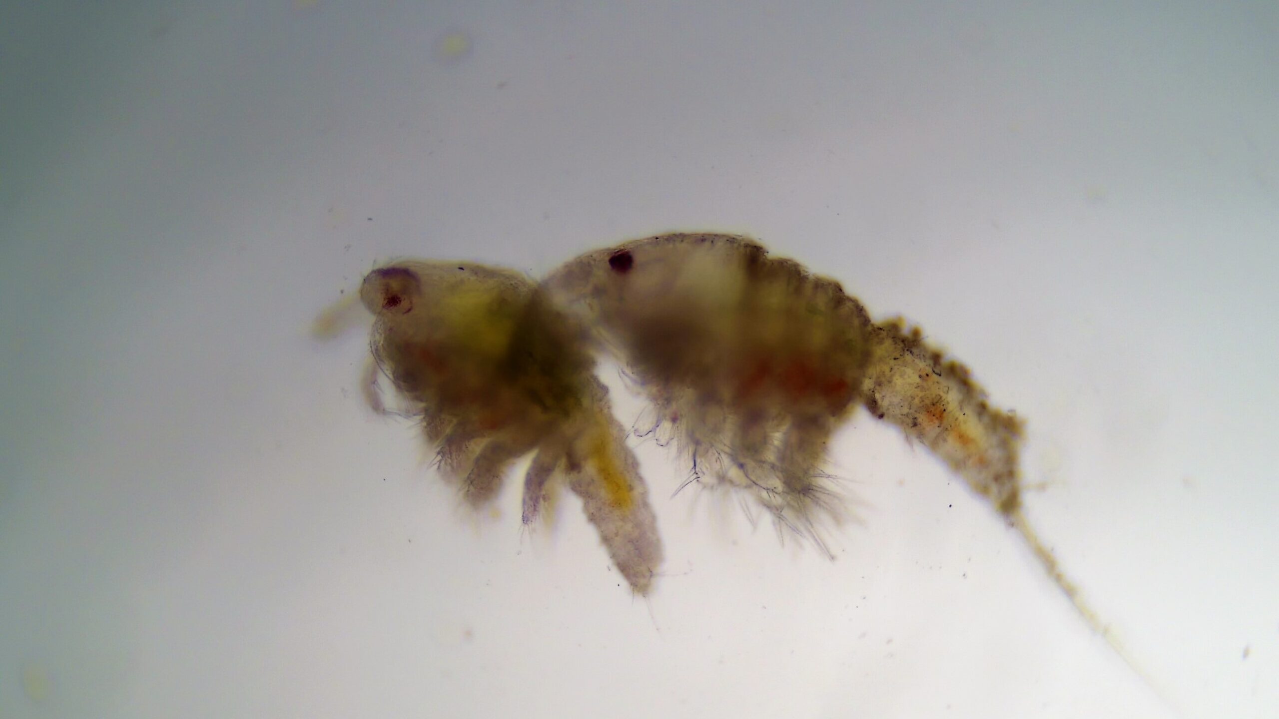 Copepods close up view Hudson River Park