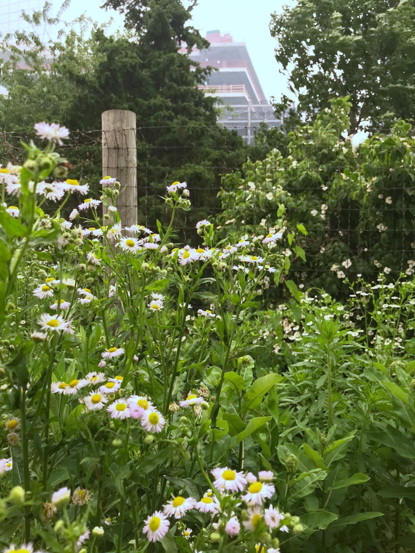 White Fleabane flowers growing in a garden bed