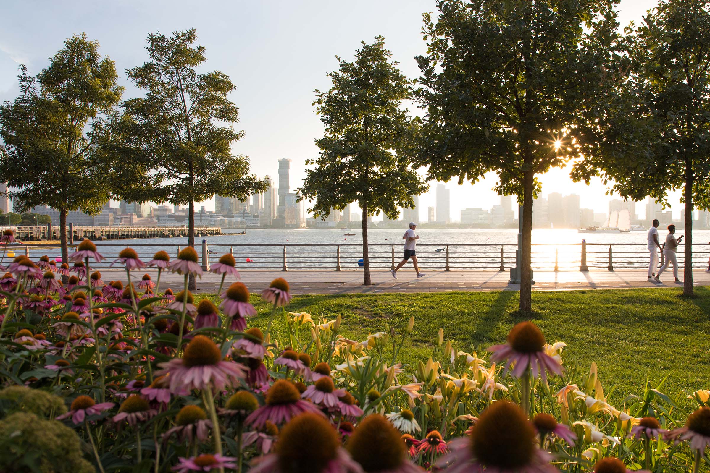 The sun beams down on the purple coneflowers and blackeyed susans in Tribeca