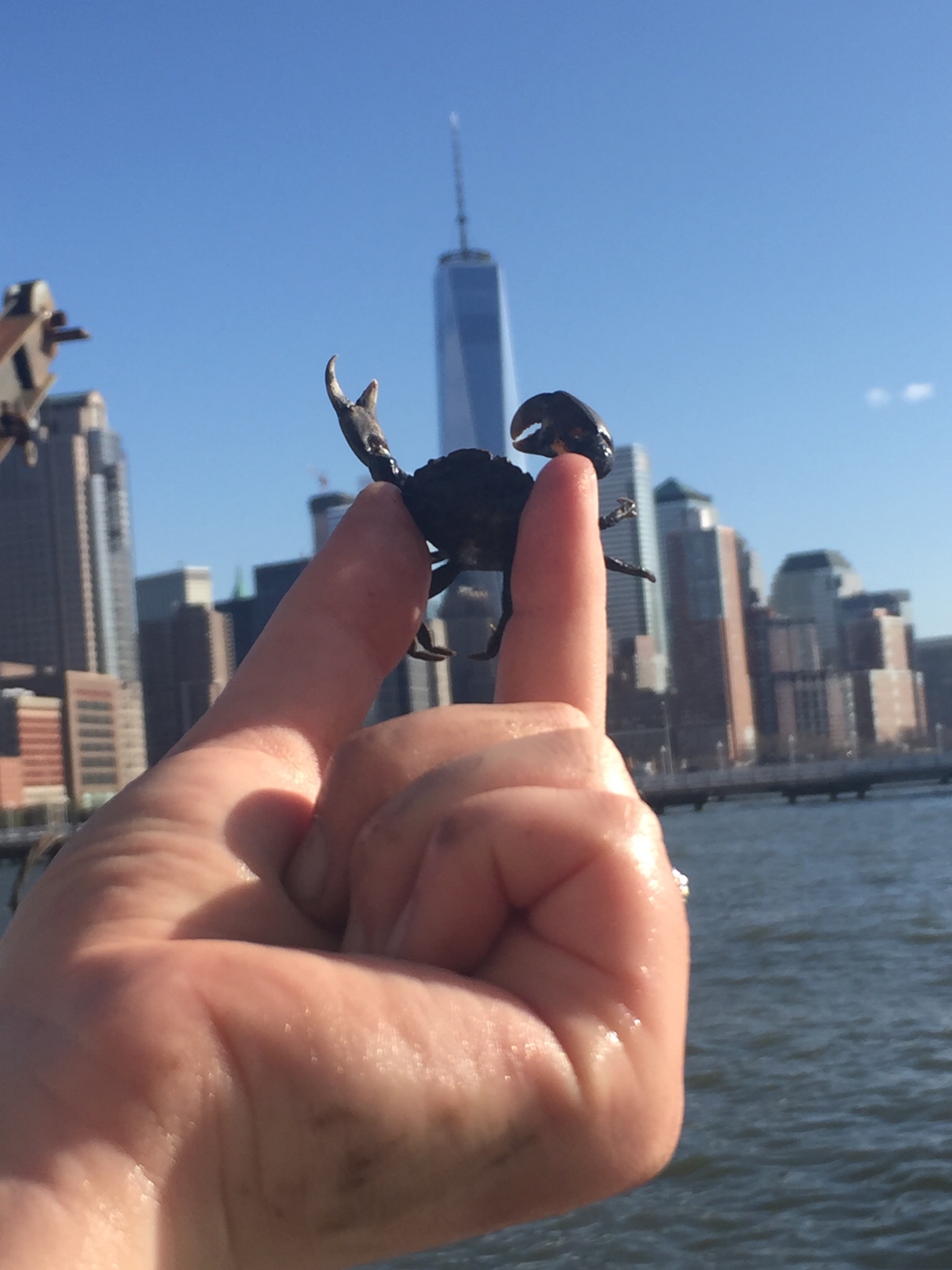 crab held by hand in front of Lower Manhattan skyline