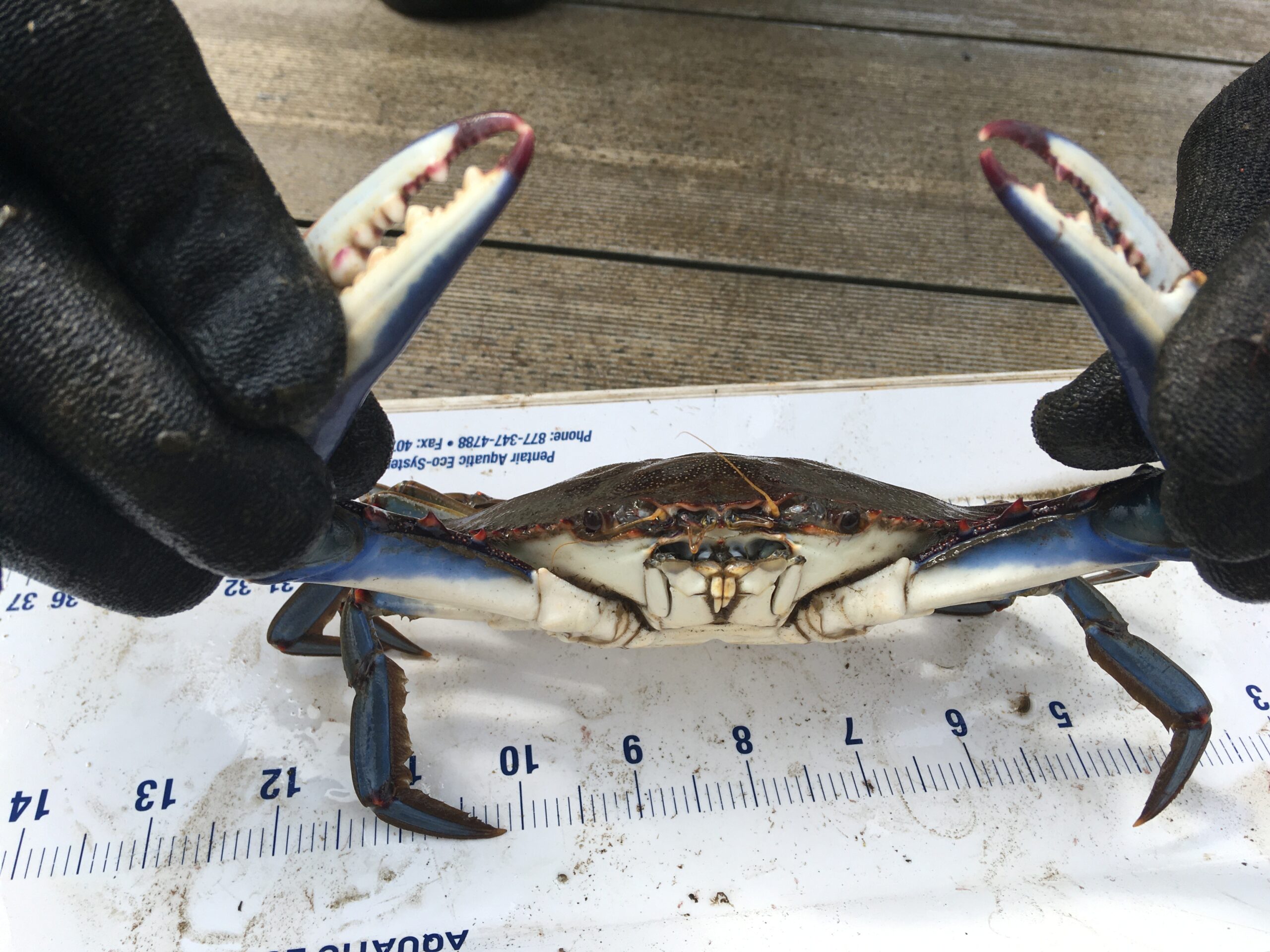 blue crab on ruler