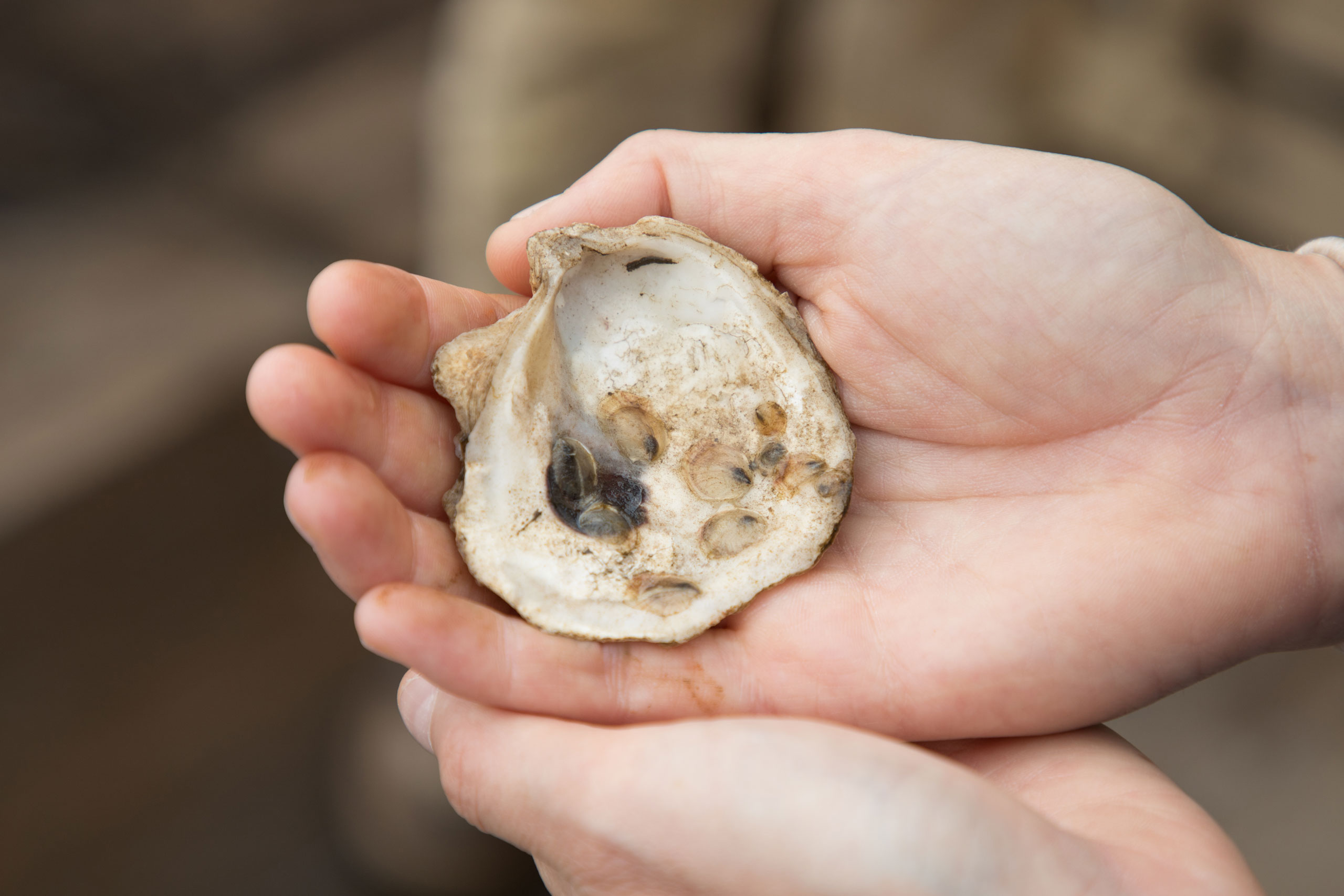 Cupped hands holding an oyster at Hudson River Park