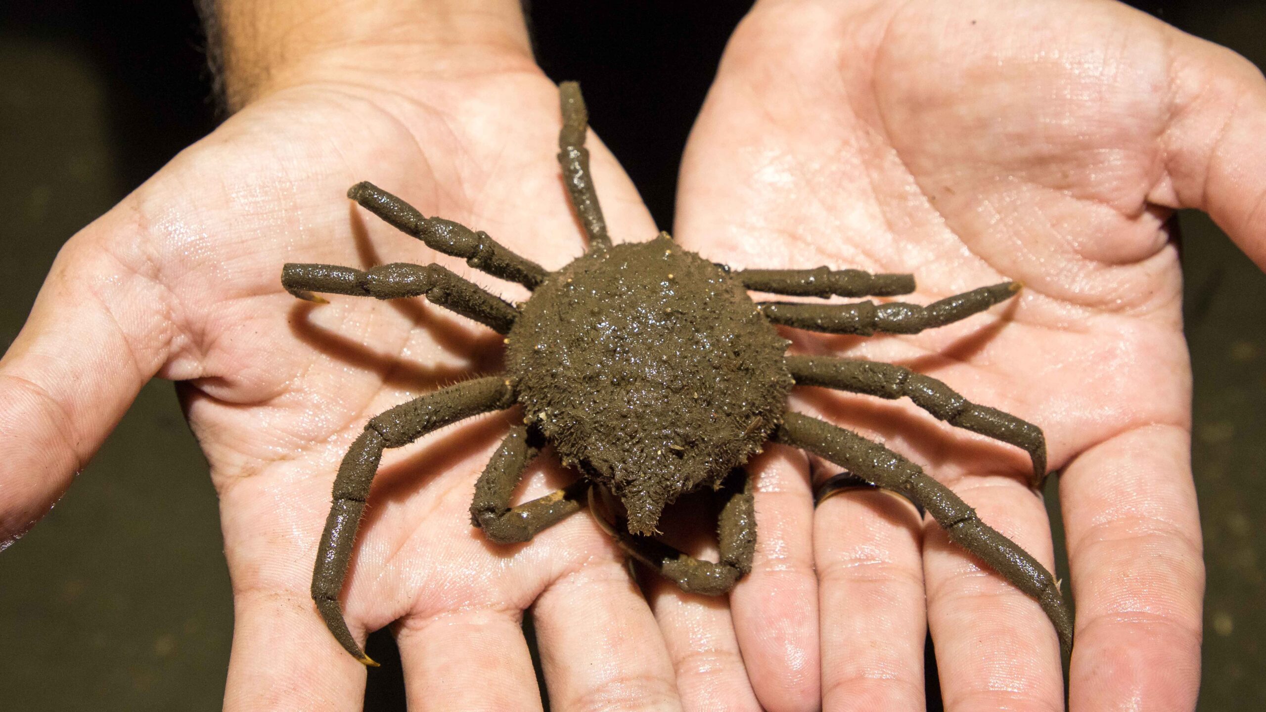 A brown spider crab in the palms of two hands