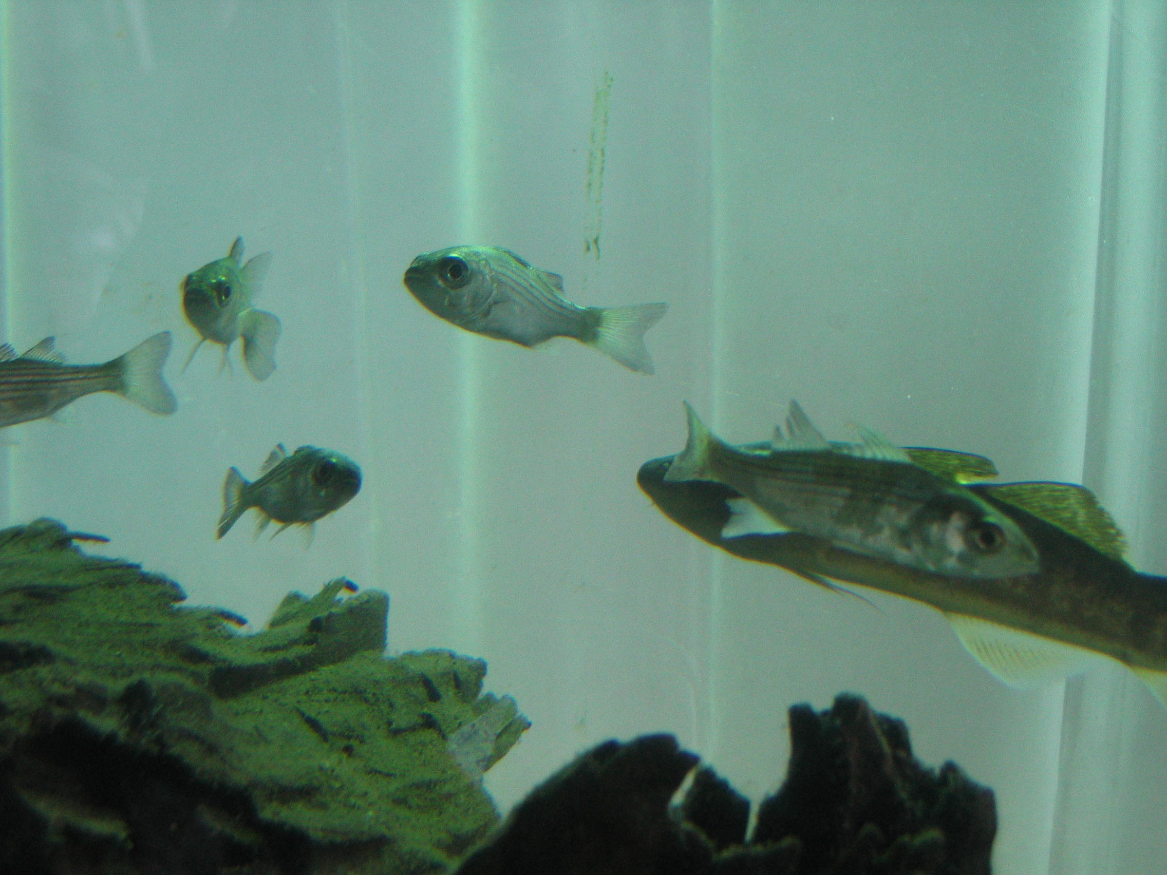 striped bass swimming around in the Hudson River Park Wetlab