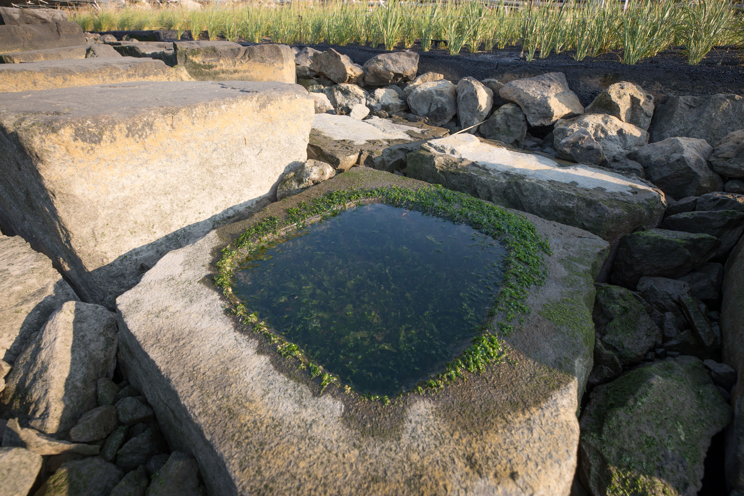 Close-up of tide pool on the Pier 26 Tide Deck at Hudson River Park