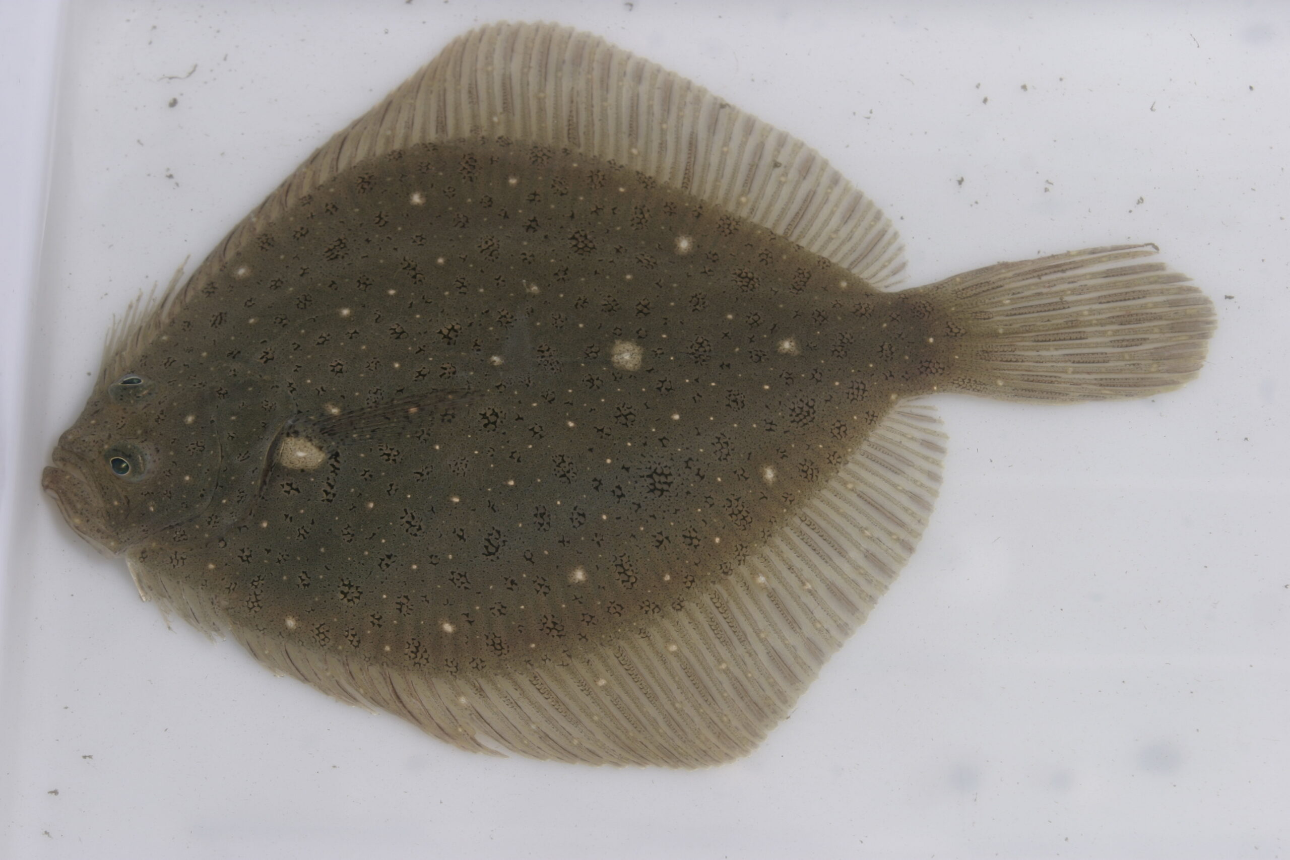 windowpane fish up close at Hudson River Park